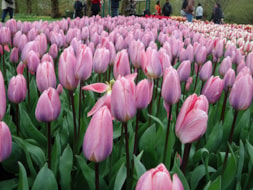 Keukenhof (38)